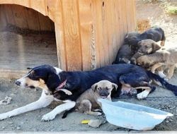 Sokak köpeklerine hayvan barınağı